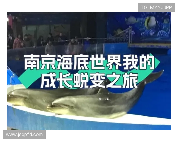 南京排球队的蜕变之旅：从传统到现代的全新篇章